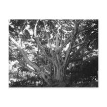 Tree of Life Postcard by Randomivity Tree of Life Postcard