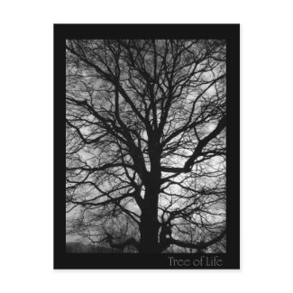 Tree of Life postcard
