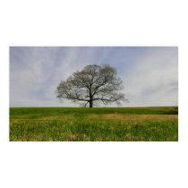 Tree of life - Poster posters