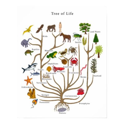 Tree of Life Posters by bobby77lee