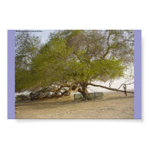 Tree Of Life posters