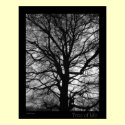 Tree of Life posters by Rainmountain Tree of Life posters
