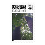 Tree Of Life Series Postage Stamp