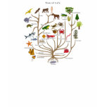 Tree Of Life Shirt