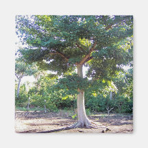 Tree of Wisdom-magnet