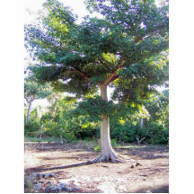 Tree of Wisdom-photo sculpture