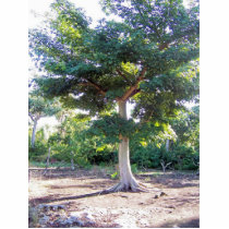 Tree of Wisdom-photo sculpture