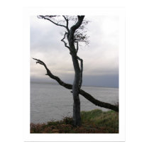 Tree off Oban Scotland posters