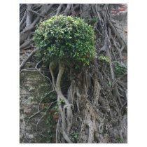 Tree on a wall, Anping Fort, Tainan, Taiwan Flyer