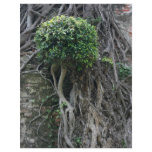 Tree on a wall, Anping Fort, Tainan, Taiwan flyers