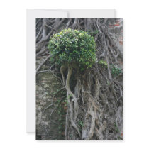 Tree on a wall, Anping Fort, Tainan, Taiwan Invitations