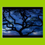 Tree on Blue postcards