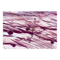 Tree On Rock Field posters by dma847 Tree On Rock Field posters