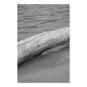 Tree on Water posters