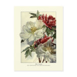Tree peonies postcard