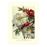 peonies, vintage, art, botanical, print,