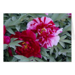 Tree Peony "Shimi Nishiki" Card