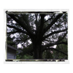 Tree Photo Poster posters