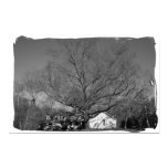 Tree Photo Poster posters