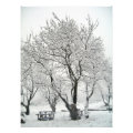 tree photoenlargement