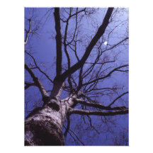 Tree Art Photo