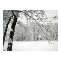 tree photoenlargement