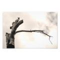 tree photoenlargement