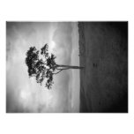 Tree Art Photo