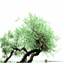 tree photo sculptures