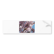 tree,pink blossoms on tree bumper stickers