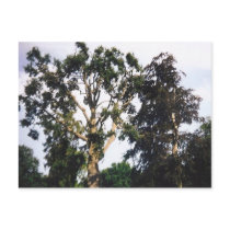 Tree Post Card