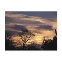 Tree Postcard