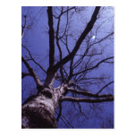 Tree Postcard