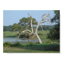 Tree posters