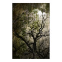 tree poster posters