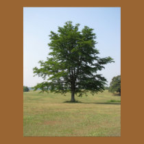 Tree posters