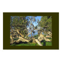 Tree posters