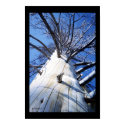 tree posters by fusdjank tree posters