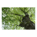 Tree posters by peterspooner Tree posters