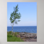 Tree Poster