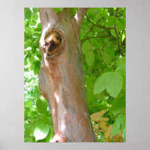 Tree Poster