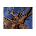 Tree posters