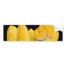 Tree Python Bumper Sticker