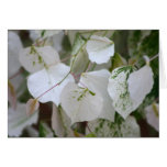 Tree RedBud "SilverCloud" Greeting Card