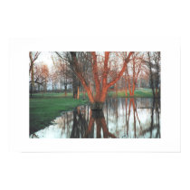 Tree Reflected in Water posters