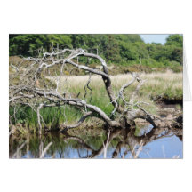 tree reflection card