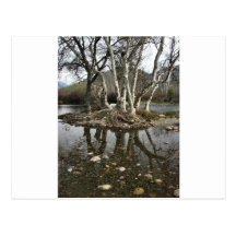 tree reflection post cards