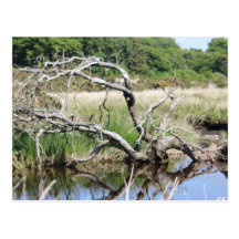 tree reflection postcard