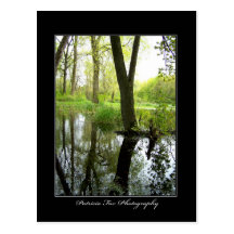 Tree Reflections - Postcard