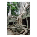 Tree Roots at Ta Phrom posters